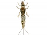 Illustration of Mayfly or Greendrake Nymph (Ephemera danica) (#2840)