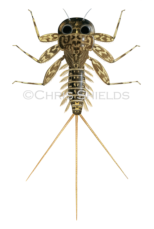 Illustration of Mayfly nymph - Yellow May Dun (Heptagenia sulphurea) (#4564)