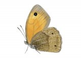 Illustration of Meadow Brown (Maniola jurtina) (#2990)