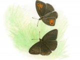Illustration of Meadow Brown (Male & female) Maniola jurtina (#3397)