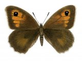 Illustration of Meadow Brown (female) Maniola jurtina (#0310)