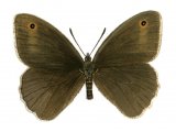 Illustration of Meadow Brown (male) Maniola jurtina (#0309)
