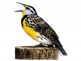 Illustration of Meadowlark (Eastern) Sturnella magna (#1395)