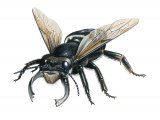 Illustration of Wallace's giant bee (Megachile pluto)  (#3823)