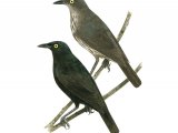 Illustration of Micronesian Starling (Aplonis opaca) adult and immature (#2213)