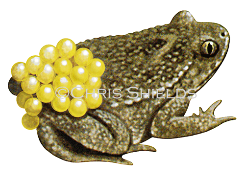 Illustration of Midwife Toad (Alytes obstetricans) (#3104)
