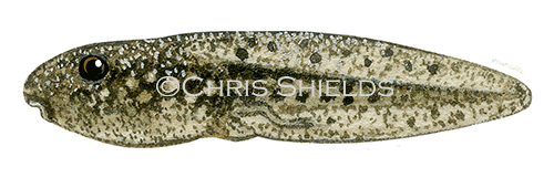 Illustration of Midwife Toad Tadpole (Alytes obstetricans) (#3102)
