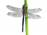 Illustration of Dragonfly (Migrant Hawker) Aeshna mixta (#1293)