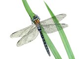 Illustration of Dragonfly (Migrant Hawker) Aeshna mixta (#1302)