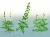 Illustration of Milfoils - Spicked milfoil (Myriophyllum spicatum) Whorled Milfoil (verticillatum) Alternate-flowered Milfoil) (#4358)