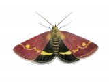 Illustration of Mint moth (Pyrausta aurata) (#4076)