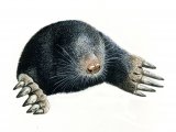 Illustration of Mole (Talpa europaea) (#0274)