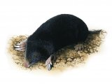 Illustration of Mole (Talpa europaea) (#0584)