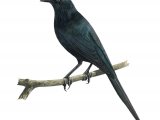 Illustration of Moluccan Starling (adult) Aplonis mysolensis (#2222)