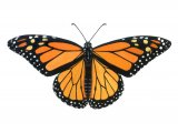 Illustration of Monarch (Danaus plexippus) (#1544)