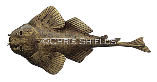 Illustration of Monk Fish (Squatina squatina) (#1021)