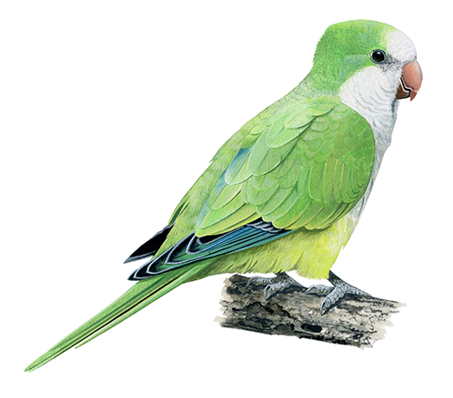Illustration of Monk Parakeet (Myiopsitta monachus) (#4412)