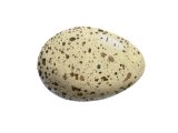 Illustration of Moorhen egg (Gallimula Chloropus) (#2427)