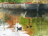 Illustration of Moorhens on Manchester Canal (#4104)