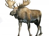 Illustration of Moose (Alces alces) (#3562)