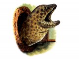 Illustration of Eel (Moray) Muraena helena (#2712)