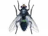 Illustration of Mortuary fly (Cynomyia mortuorum) (#3115)