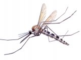 Illustration of Mosquito (Aedes) (#2367)