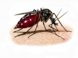 Illustration of Mosquito (Anopheles plumbens) (#2365)