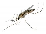 Illustration of Mosquito (Anopheles plumbeus) (#4363)
