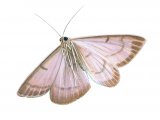 Illustration of Mother of Pearl Moth (Pleuroptya ruralis) (#3406)