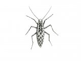 Illustration of Mottled Umber female (Erannis defoliaria) (#3495)
