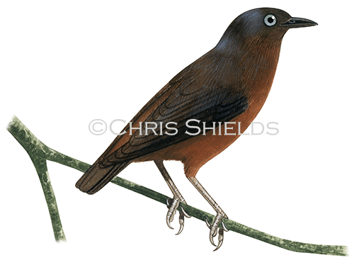 Illustration of Mountain Starling (Aplonis santovestris) (#4562)