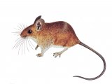 Illustration of Mouse - wood (Apodemus sylvaticus) (#4305)