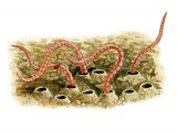 Illustration of Mud worms (Tubifex) (#2287)