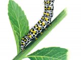 Illustration of Mullein Moth Caterpillar (Cucullia verbasci) (#2741)