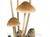 Illustration of Mycena inclinata (#4714)
