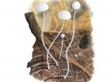 Illustration of Mycena polyadelpha (#3473)