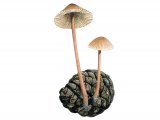 Illustration of Mycena purpureofusca (Purple Edge Bonnet) (#3474)