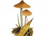 Illustration of Naucoria salicis (#3590)
