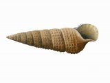 Illustration of Needle Whelk (Bittium reticulatum) (#1919)