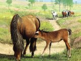 Illustration of New Forest Pony (#1317)
