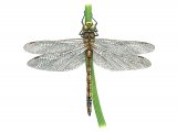Illustration of Dragonfly (Norfolk Hawker) Aeshna isosceles (#1063)