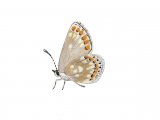 Illustration of Northern Brown Argus (Aricia artaxerxes) (#2171)