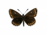 Illustration of Northern Brown Argus (Female) Aricia artaxerxes (#1460)