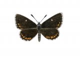 Illustration of Northern Brown Argus (Male) Aricia artaxerxes (#2163)