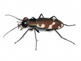 Illustration of Northern Dune Tiger Beetle (Cicindela hybrida) (#3402)