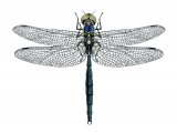Illustration of Northern Emerald Dragonfly (Somatochlora arctica) (#2633)