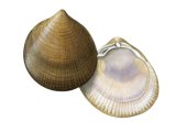 Illustration of Norway Cockle (Laevicardium crassum) (#2354)