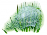 Illustration of Nursery Web Spider Web (Pissaura mirabilis) (#1512)