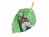 Illustration of Nut-tree Tussock Moth (Colocasia coryli) (#2486)